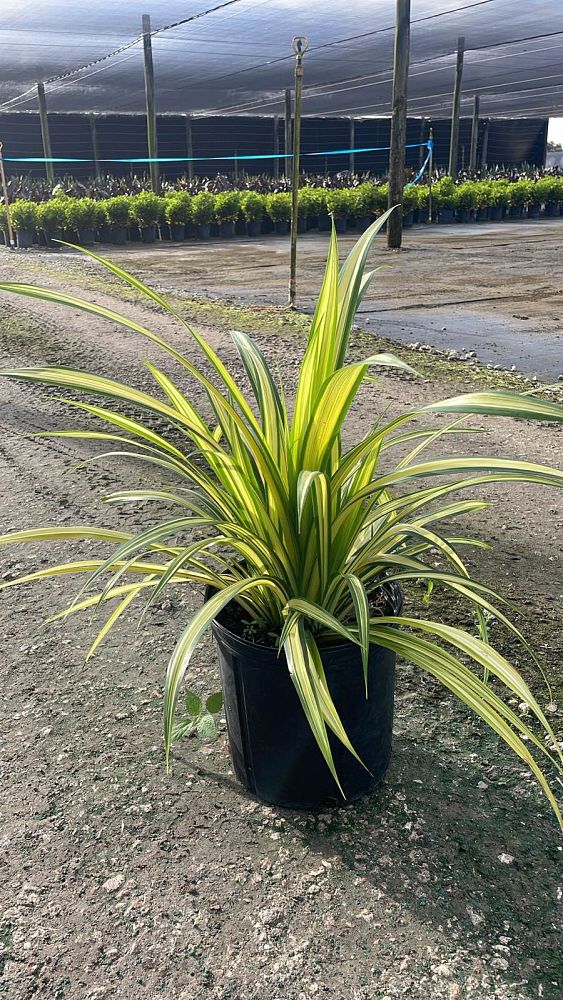 pandanus-baptistii-aureus-variegated-dwarf-pandanus