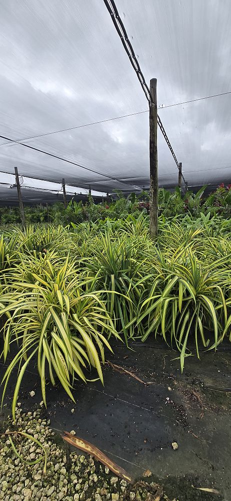 pandanus-baptistii-aureus-variegated-dwarf-pandanus