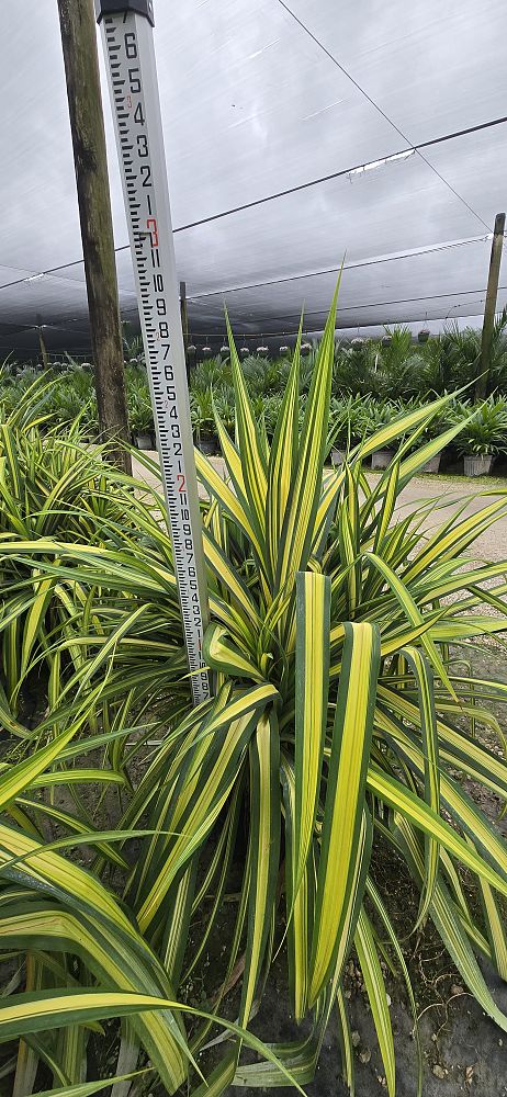 pandanus-baptistii-aureus-variegated-dwarf-pandanus