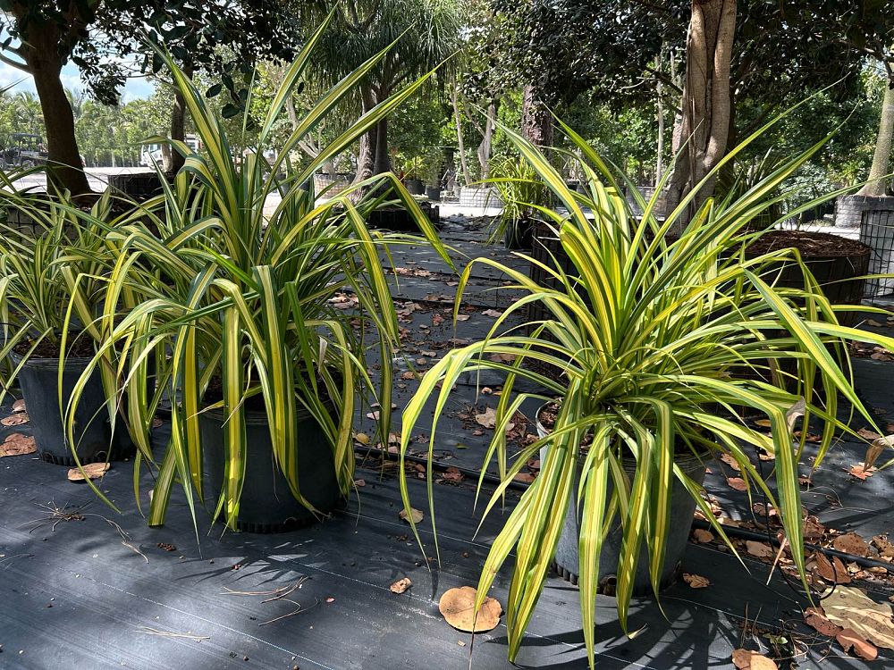 pandanus-baptistii-aureus-variegated-dwarf-pandanus
