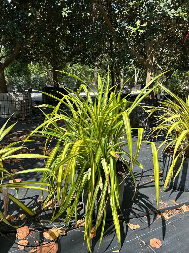 pandanus-baptistii-aureus-variegated-dwarf-pandanus