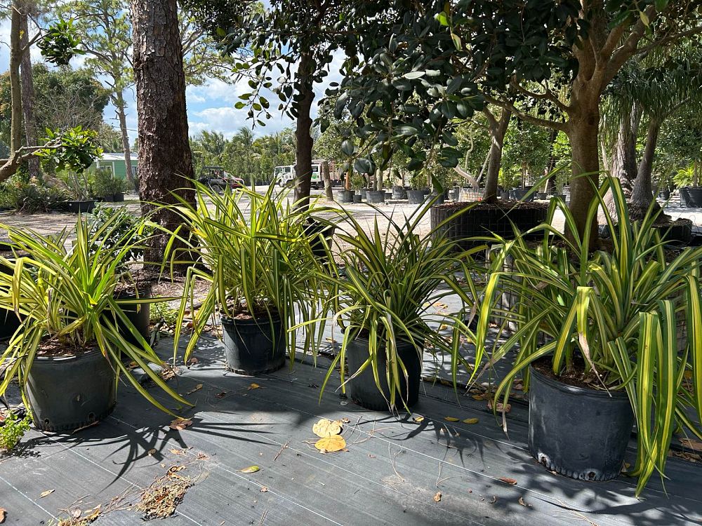 pandanus-baptistii-aureus-variegated-dwarf-pandanus