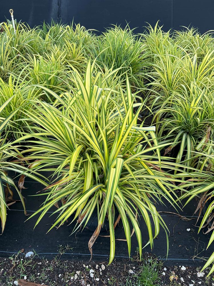 pandanus-baptistii-aureus-variegated-dwarf-pandanus