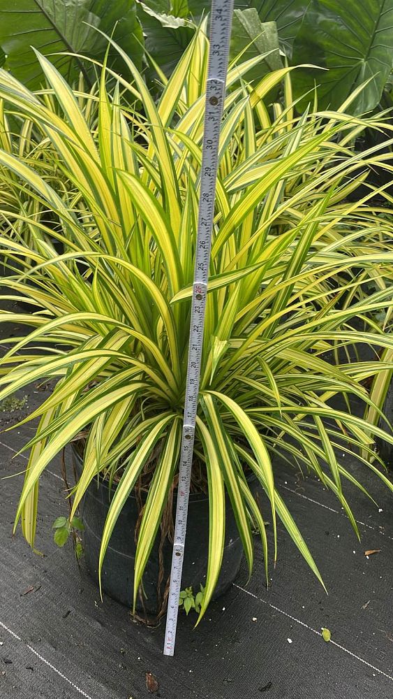 pandanus-baptistii-aureus-variegated-dwarf-pandanus