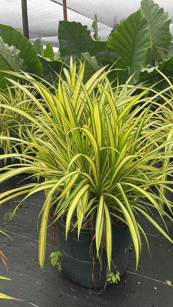 pandanus-baptistii-aureus-variegated-dwarf-pandanus