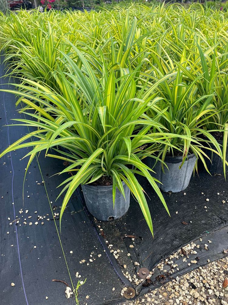 pandanus-baptistii-aureus-variegated-dwarf-pandanus