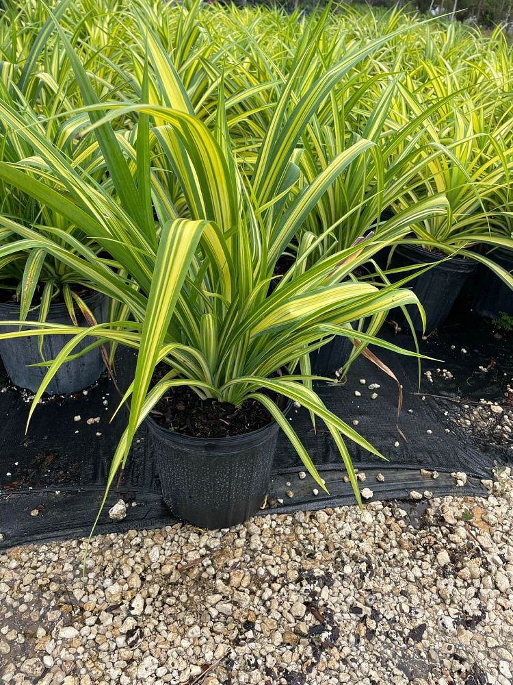 pandanus-baptistii-aureus-variegated-dwarf-pandanus