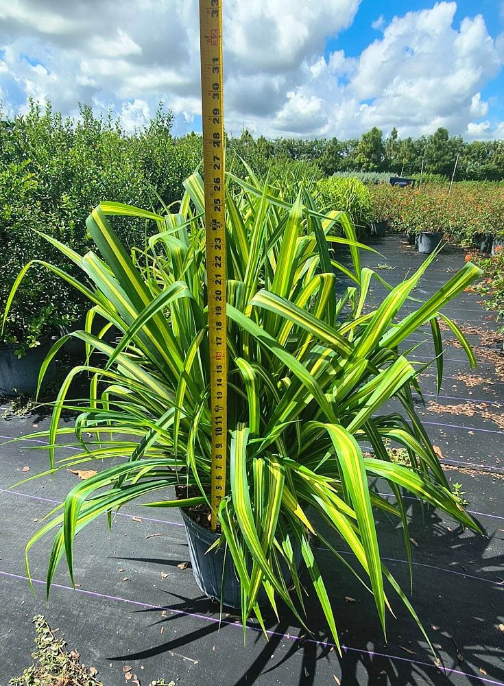 pandanus-baptistii-aureus-variegated-dwarf-pandanus
