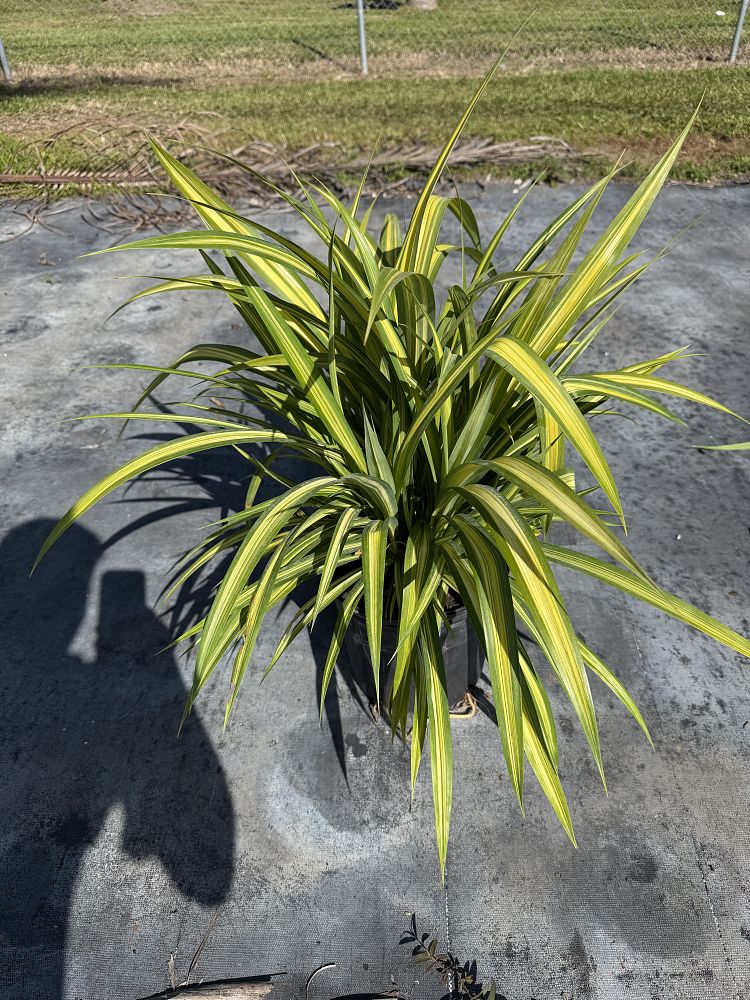 pandanus-baptistii-aureus-variegated-dwarf-pandanus