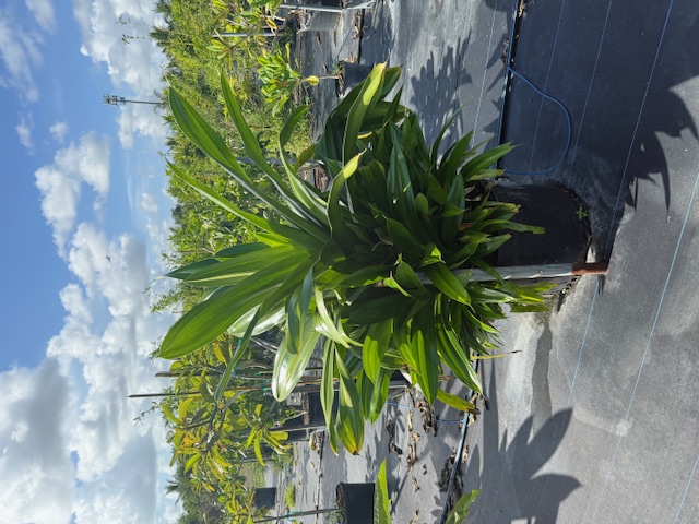 pandanus-dubius-pandanus-pacificus