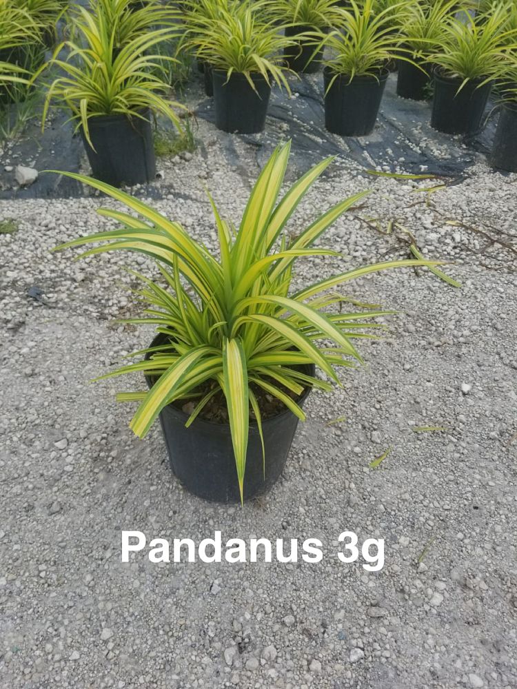 pandanus-pygmaeus-pinwheel-dwarf-variegated-pandanus