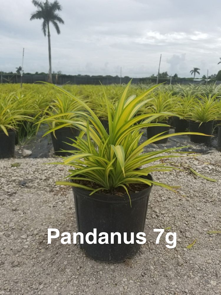 pandanus-pygmaeus-pinwheel-dwarf-variegated-pandanus