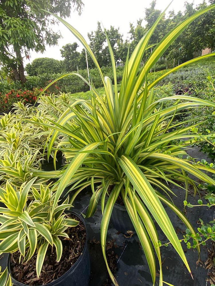 pandanus-pygmaeus-pinwheel-dwarf-variegated-pandanus