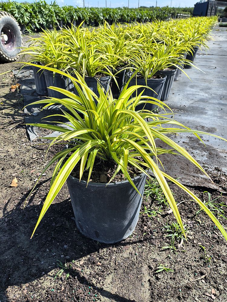pandanus-pygmaeus-pinwheel-dwarf-variegated-pandanus
