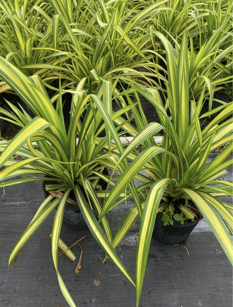 pandanus-pygmaeus-pinwheel-dwarf-variegated-pandanus