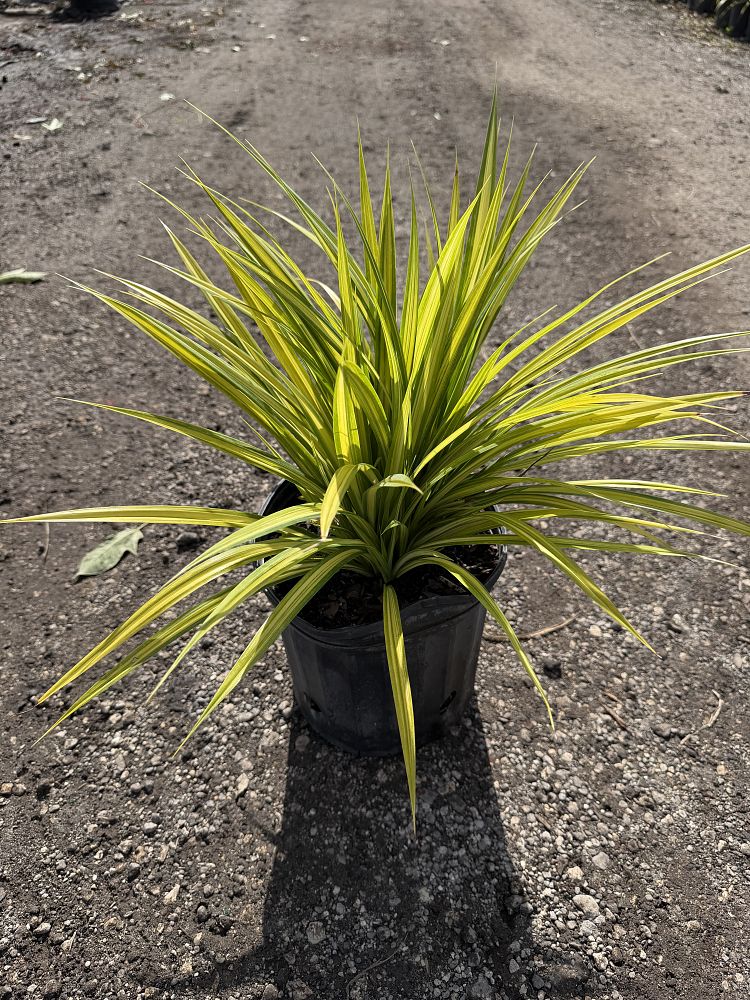 pandanus-pygmaeus-pinwheel-dwarf-variegated-pandanus