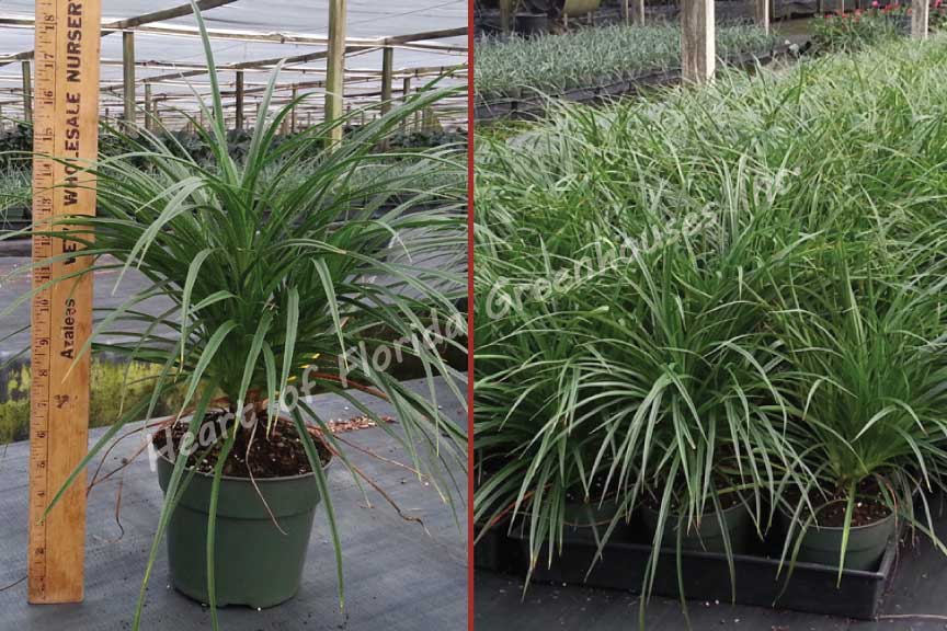 pandanus-pygmaeus