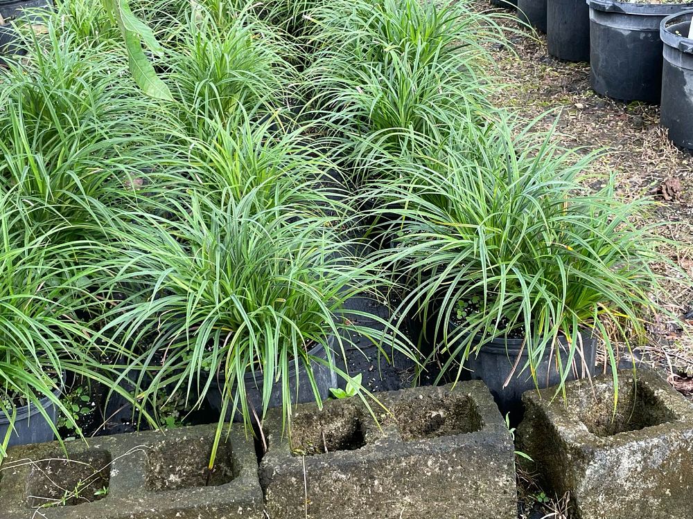 pandanus-pygmaeus