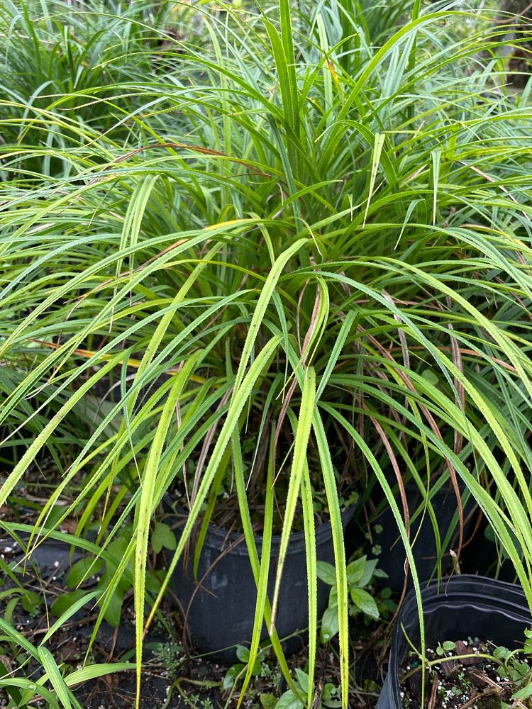 pandanus-pygmaeus