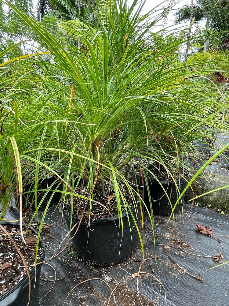 pandanus-pygmaeus
