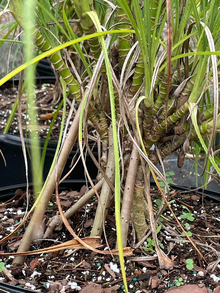 pandanus-pygmaeus