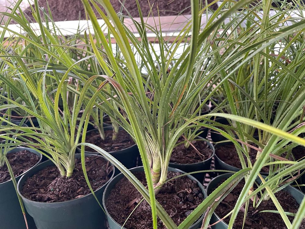 pandanus-pygmaeus