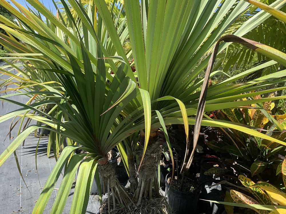 pandanus-saraburi-pandanus-screwpine-saraburi-screw-pine