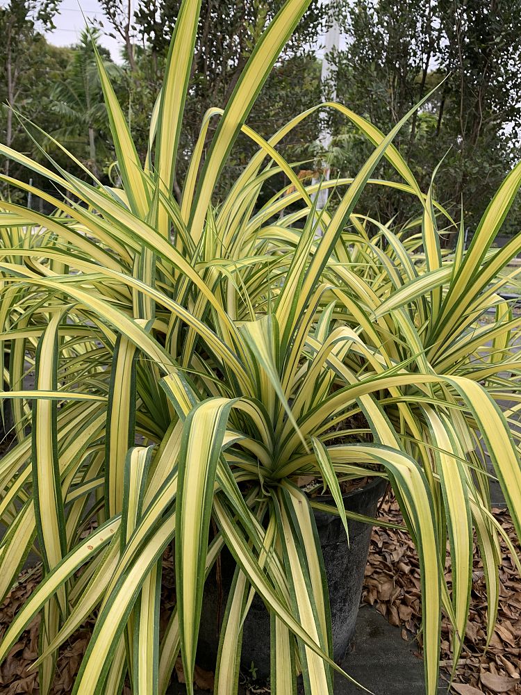 pandanus-saraburi-pandanus-screwpine-saraburi-screw-pine
