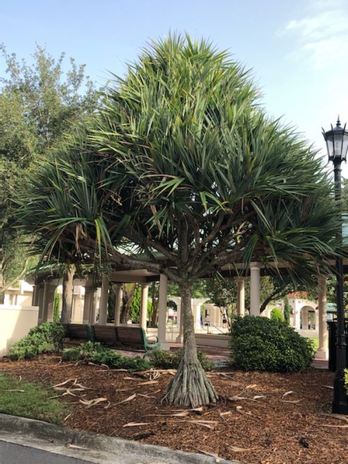 pandanus