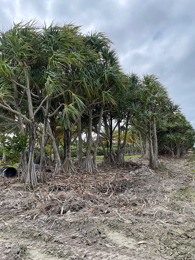 pandanus