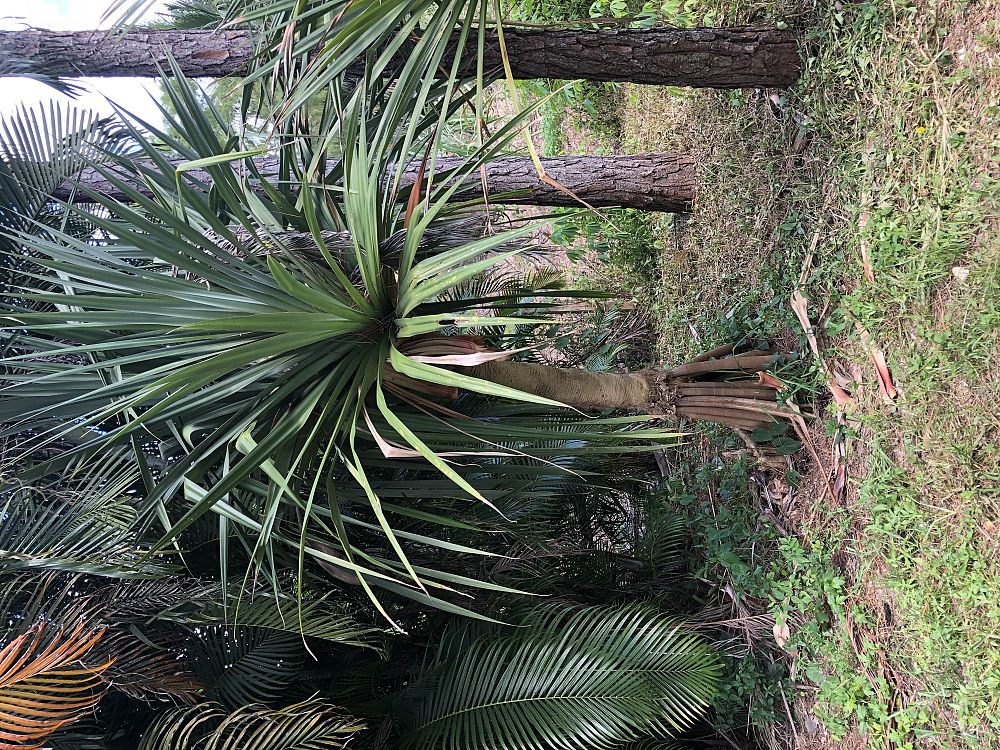 pandanus