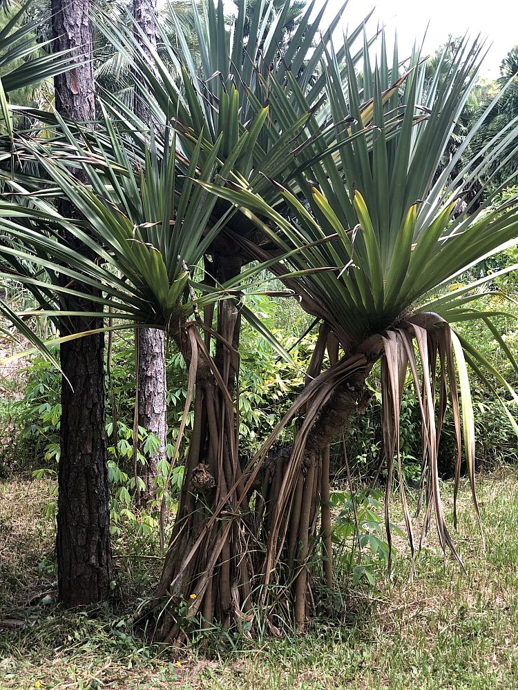 pandanus