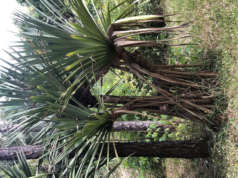 pandanus