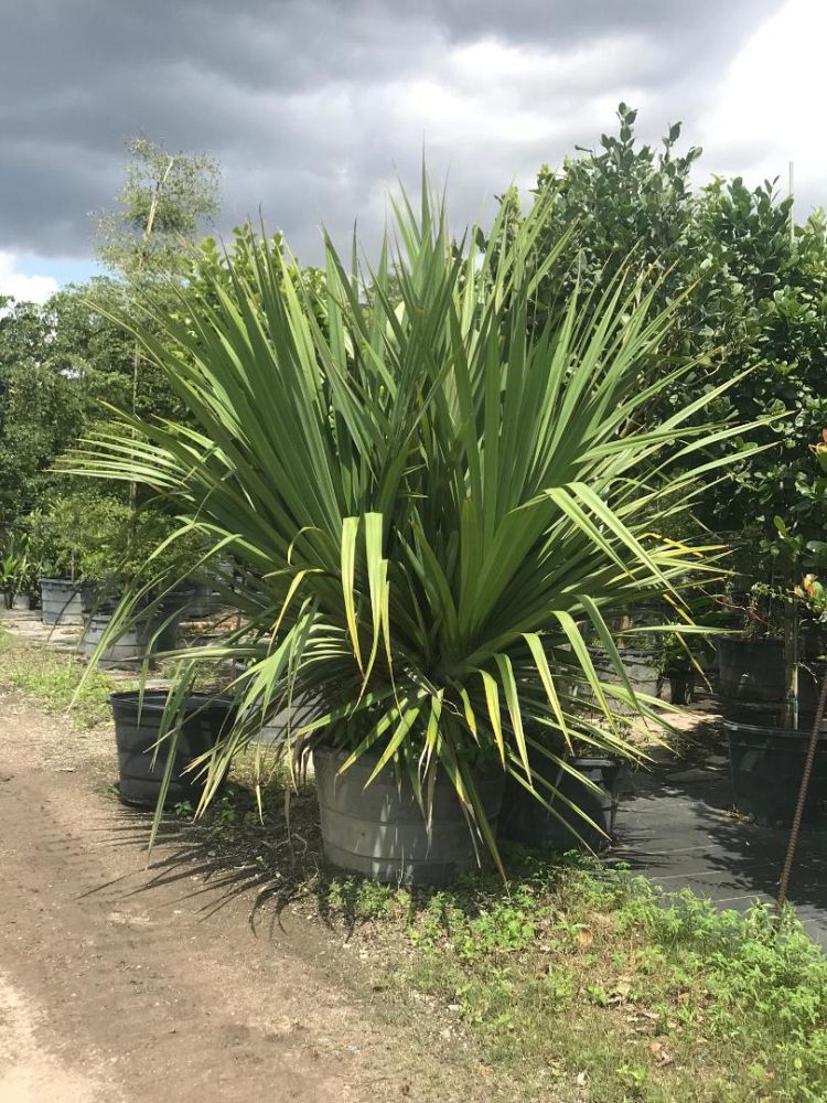 pandanus