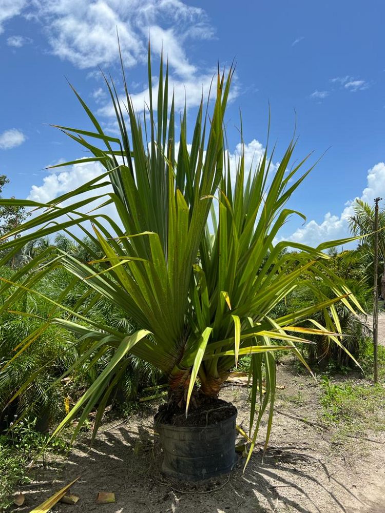 pandanus