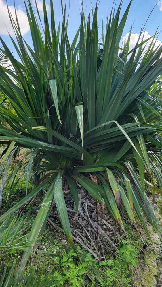 pandanus
