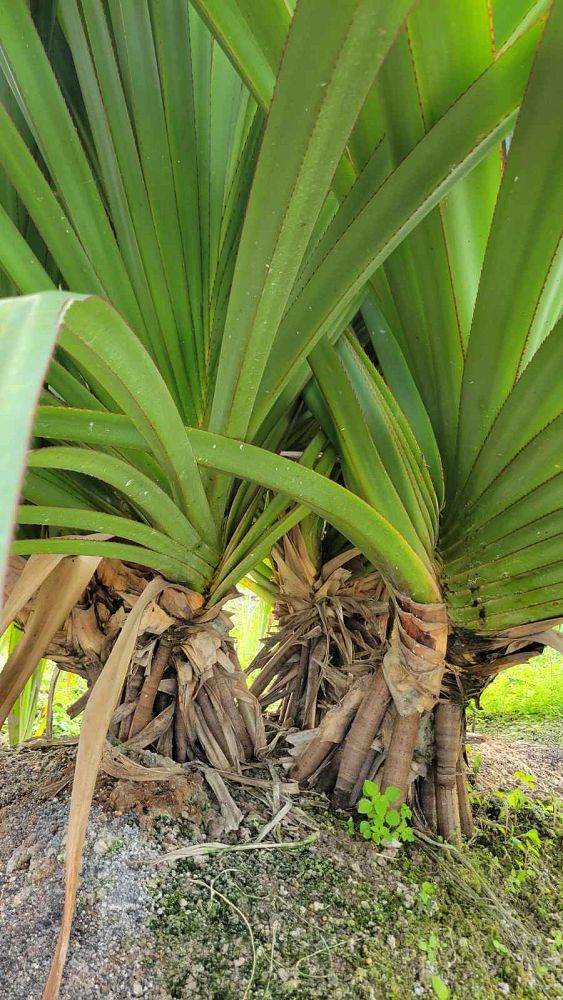 pandanus