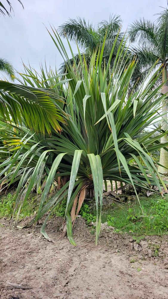 pandanus