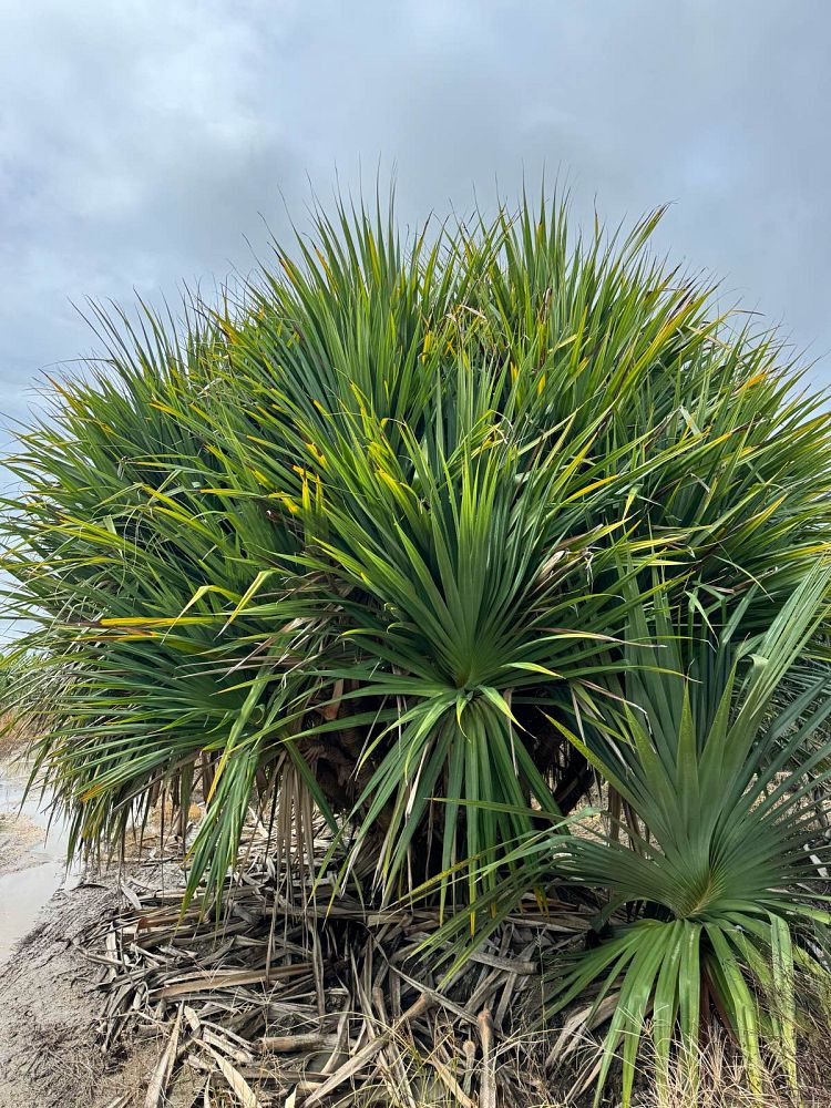 pandanus