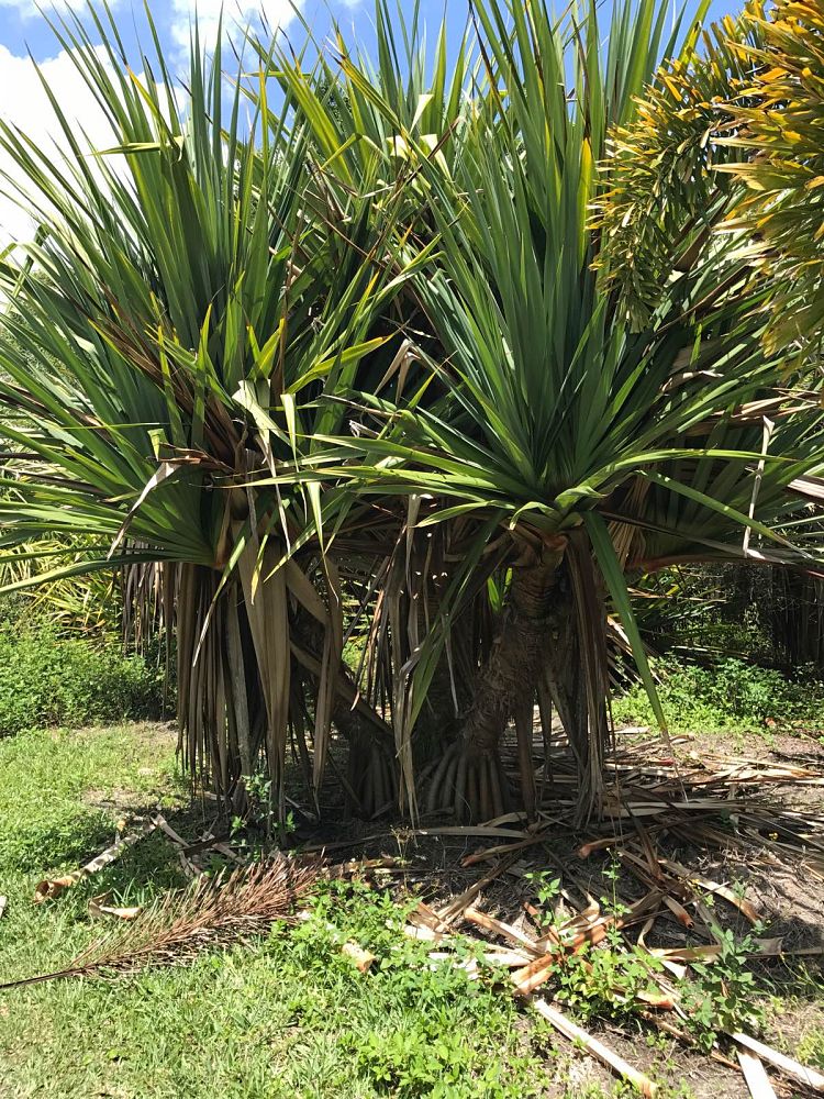 pandanus-tectorius-pandanus-palm