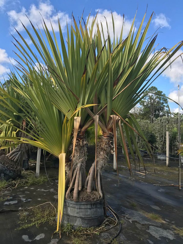 pandanus-tectorius-pandanus-palm