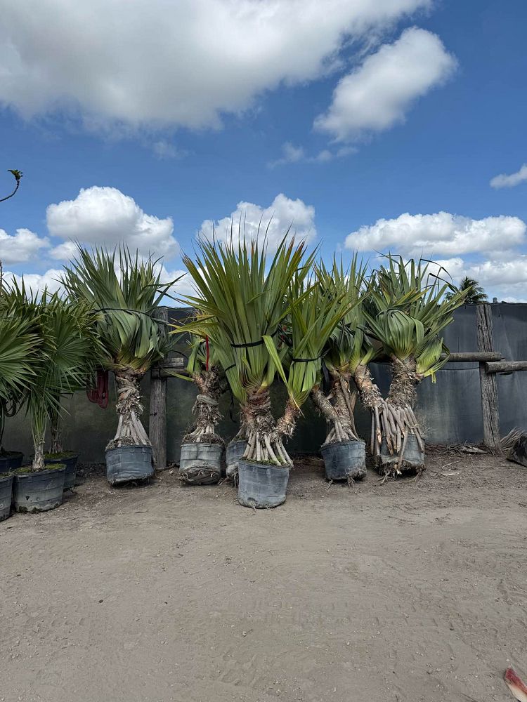 pandanus-tectorius-pandanus-palm