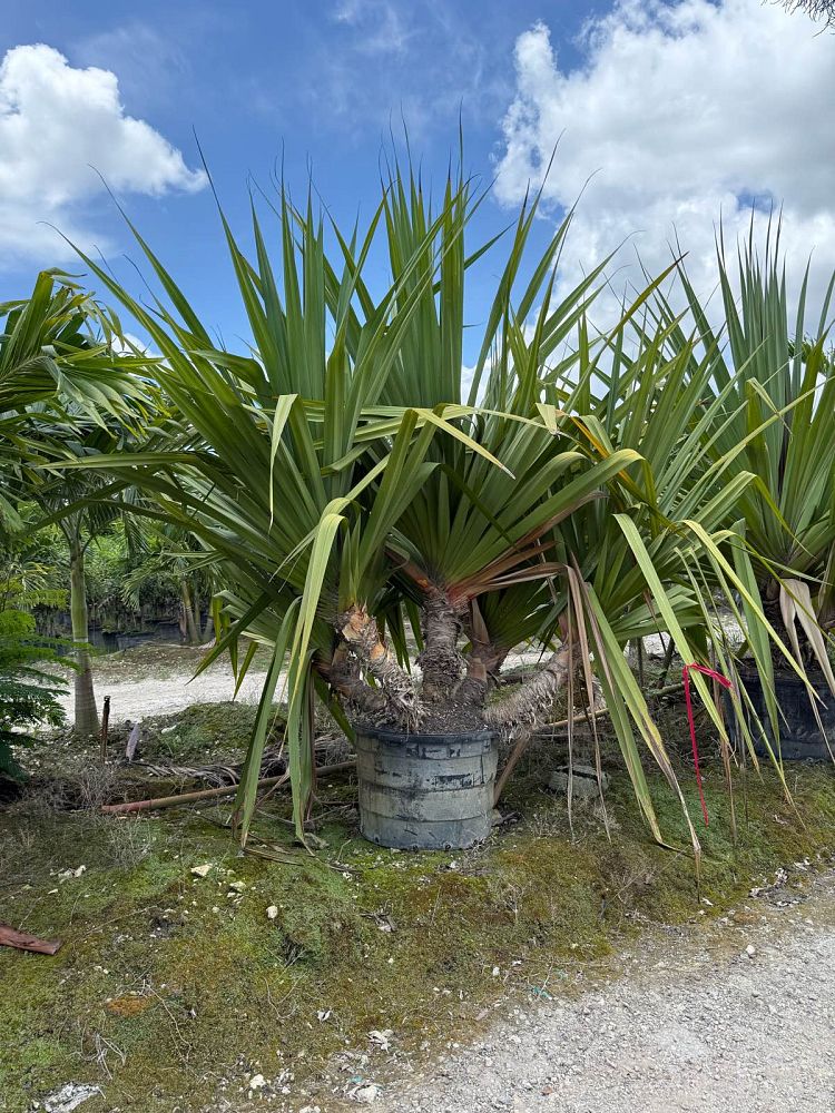 pandanus-tectorius-pandanus-palm