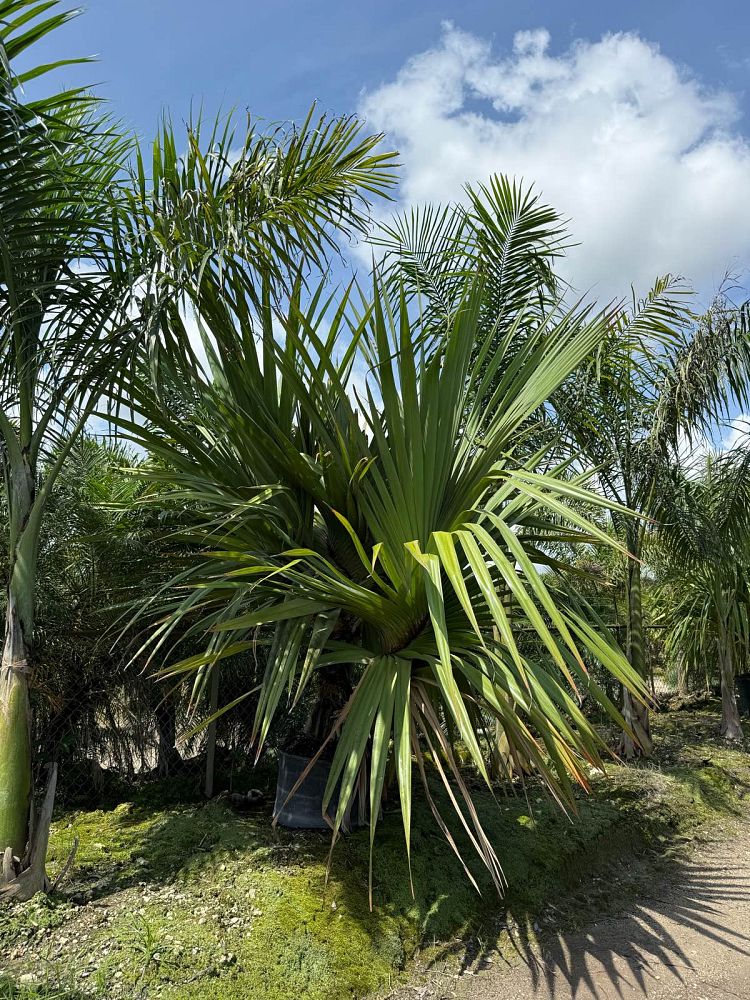 pandanus-tectorius-pandanus-palm