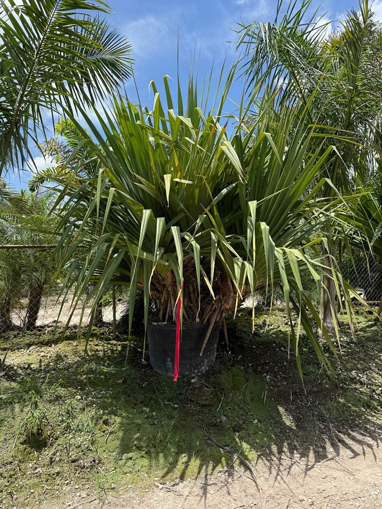 pandanus-tectorius-pandanus-palm
