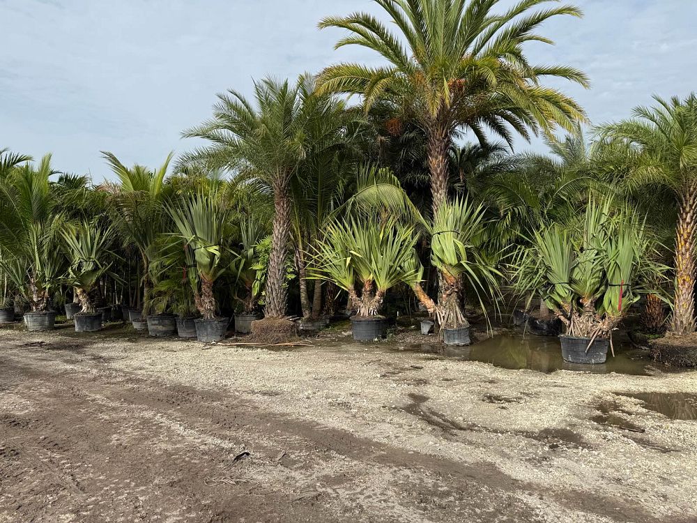 pandanus-tectorius-pandanus-palm