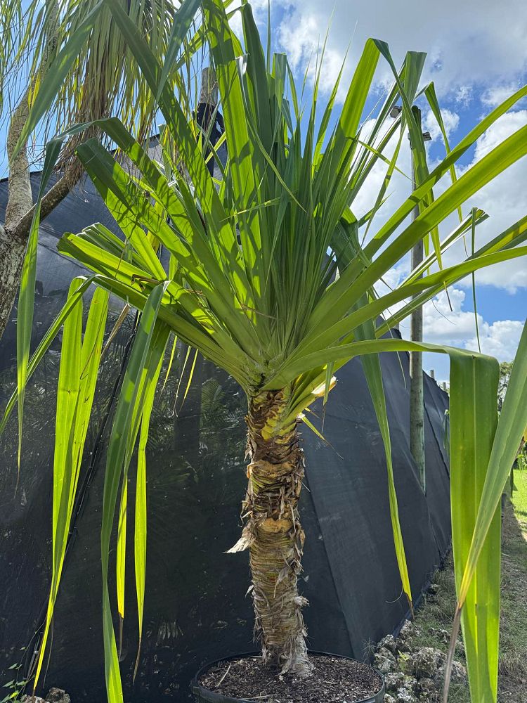 pandanus-tectorius-pandanus-palm