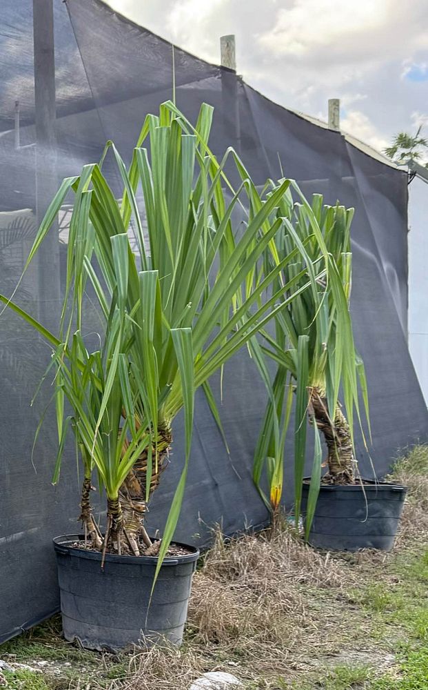 pandanus-tectorius-pandanus-palm