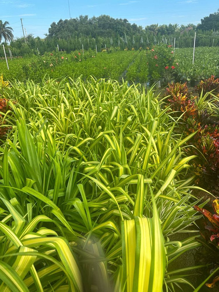 pandanus-tectorius-variegata-pandanus-screwpine-hala