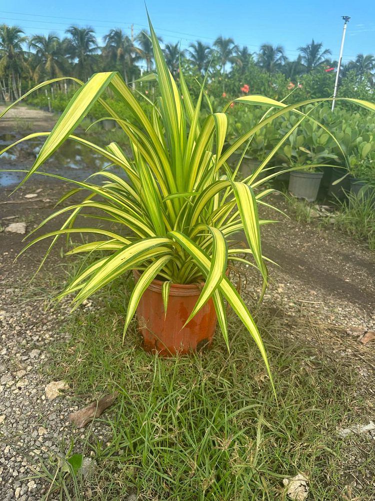 pandanus-tectorius-variegata-pandanus-screwpine-hala